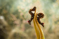 Beautiful Caterpillars Poster och Canvastavla