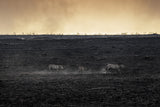 Savannah Burning Poster och Canvastavla
