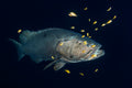 Giant grouper Poster och Canvastavla