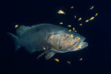 Giant grouper Poster och Canvastavla