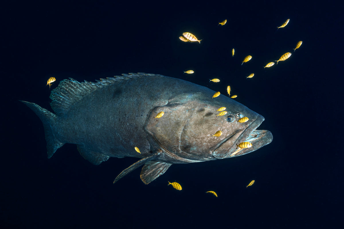 Giant grouper Poster och Canvastavla