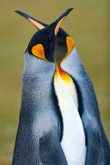 King penguin Poster och Canvastavla