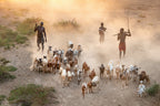 Kara goat herders Poster och Canvastavla