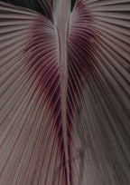 Love Palm Poster och Canvastavla