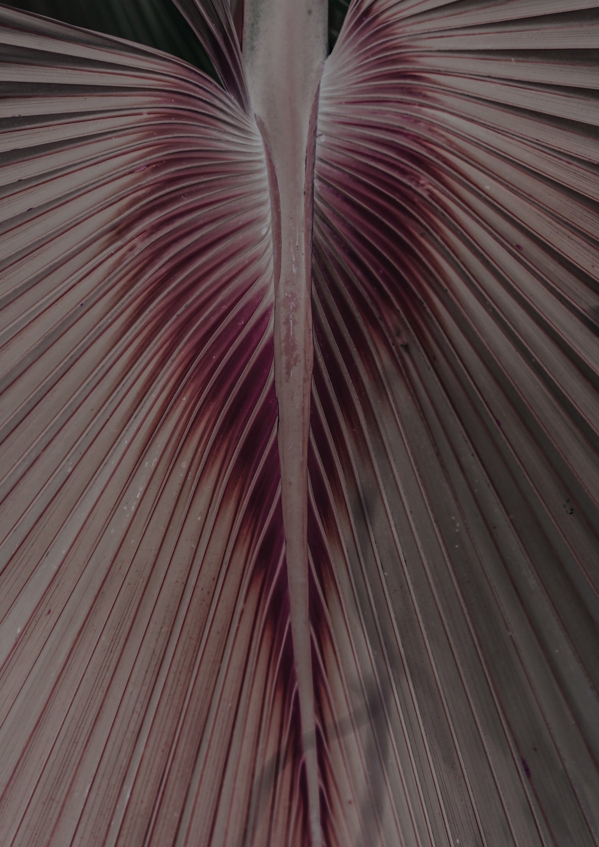 Love Palm Poster och Canvastavla