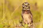 4 eyes! Poster och Canvastavla