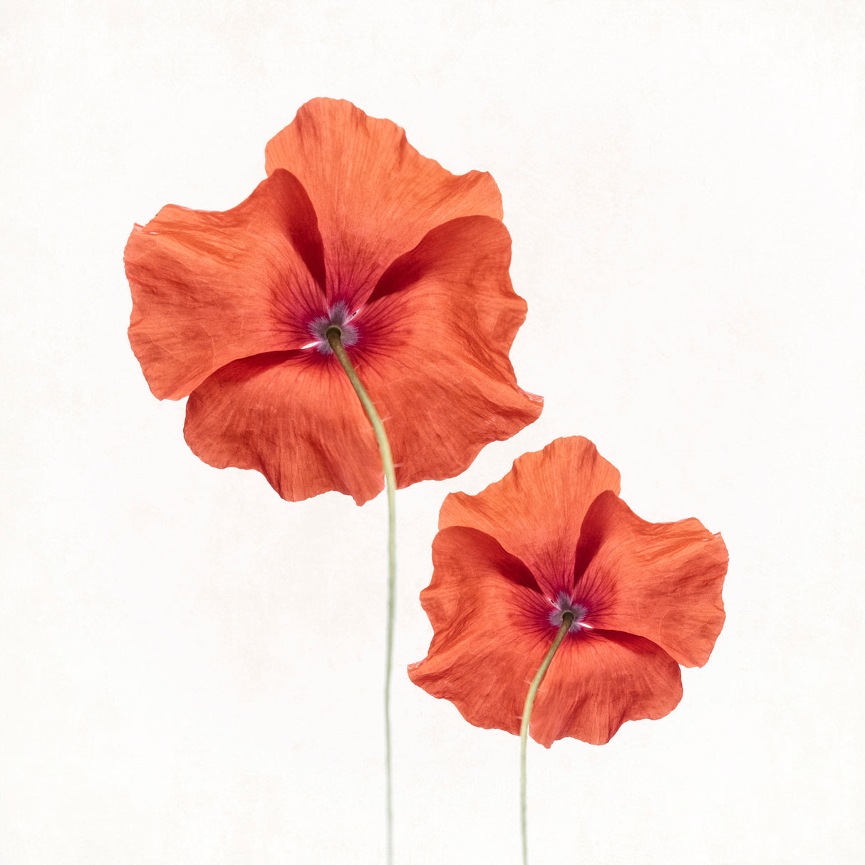 Poppies Poster och Canvastavla