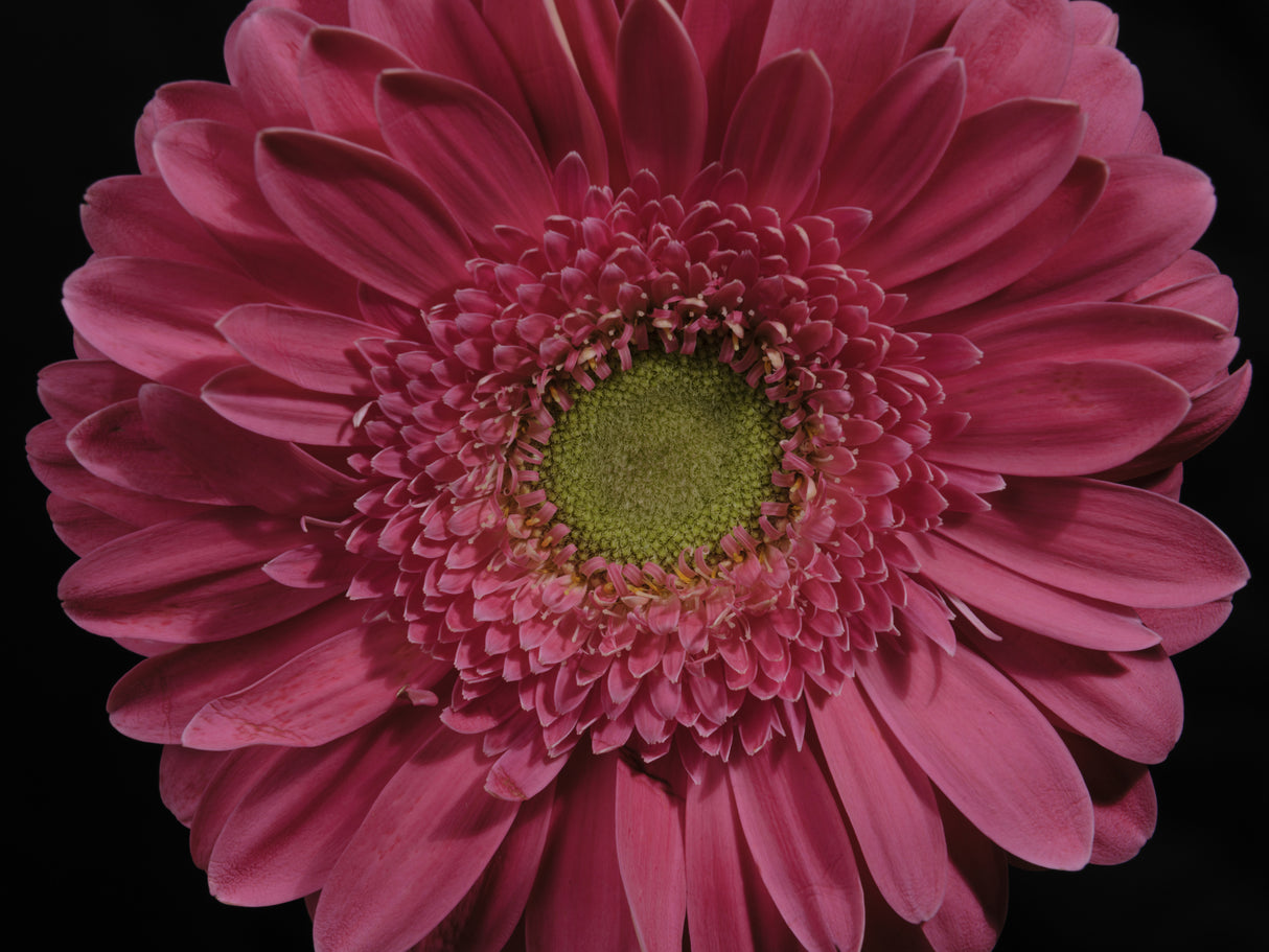 beautiful flower Poster och Canvastavla