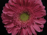 beautiful flower Poster och Canvastavla