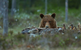 Beware - Brown Bear Poster och Canvastavla