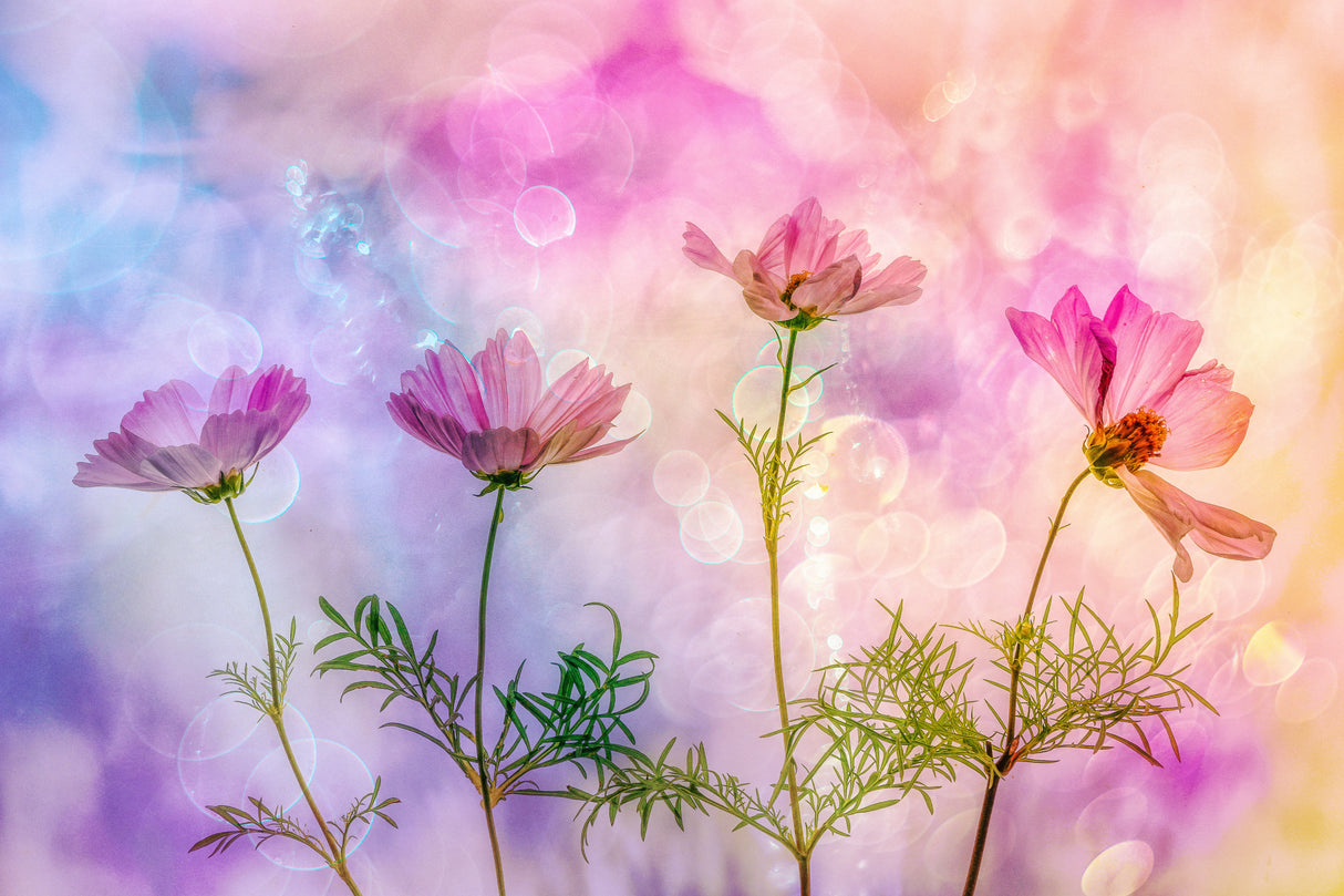Cheerful Cosmea Poster och Canvastavla