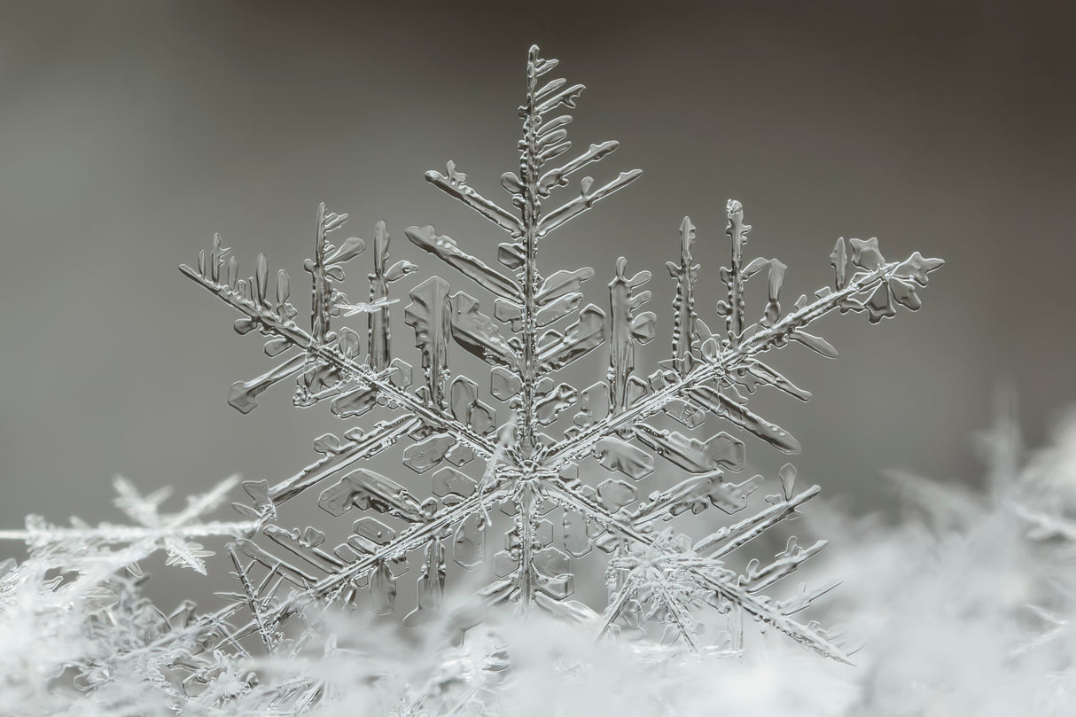 Snowflake Poster och Canvastavla