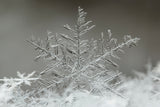 Snowflake Poster och Canvastavla