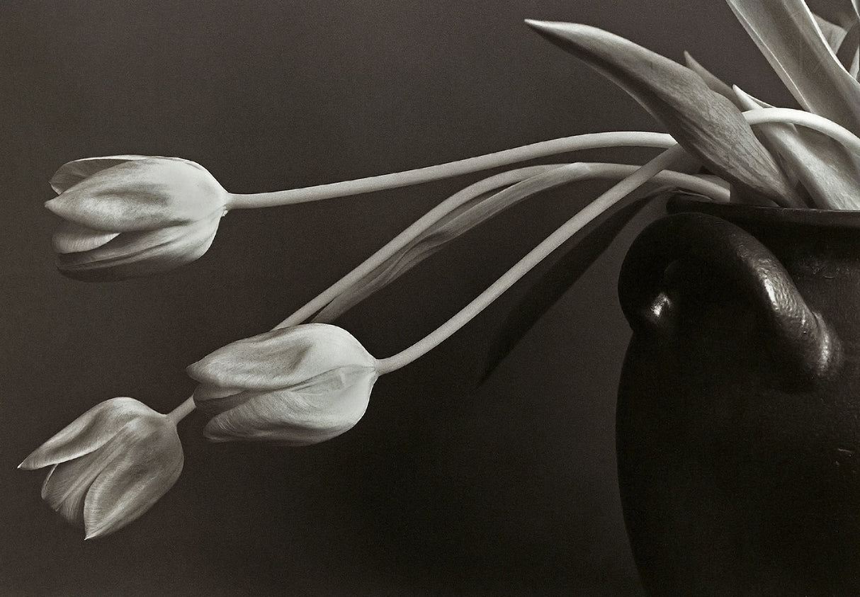 Tulips. Poster och Canvastavla