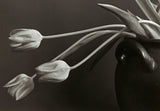 Tulips. Poster och Canvastavla