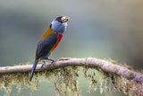 Toucan Barbet Poster och Canvastavla