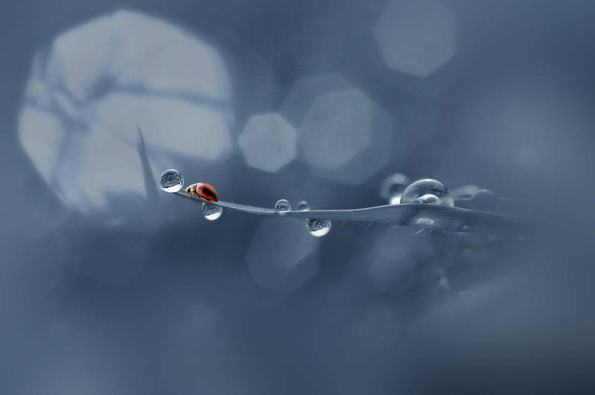 Lady Bug - Fetch a Fortune Poster och Canvastavla