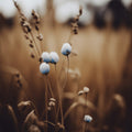 Blue Corn Flowers No 5 Poster och Canvastavla