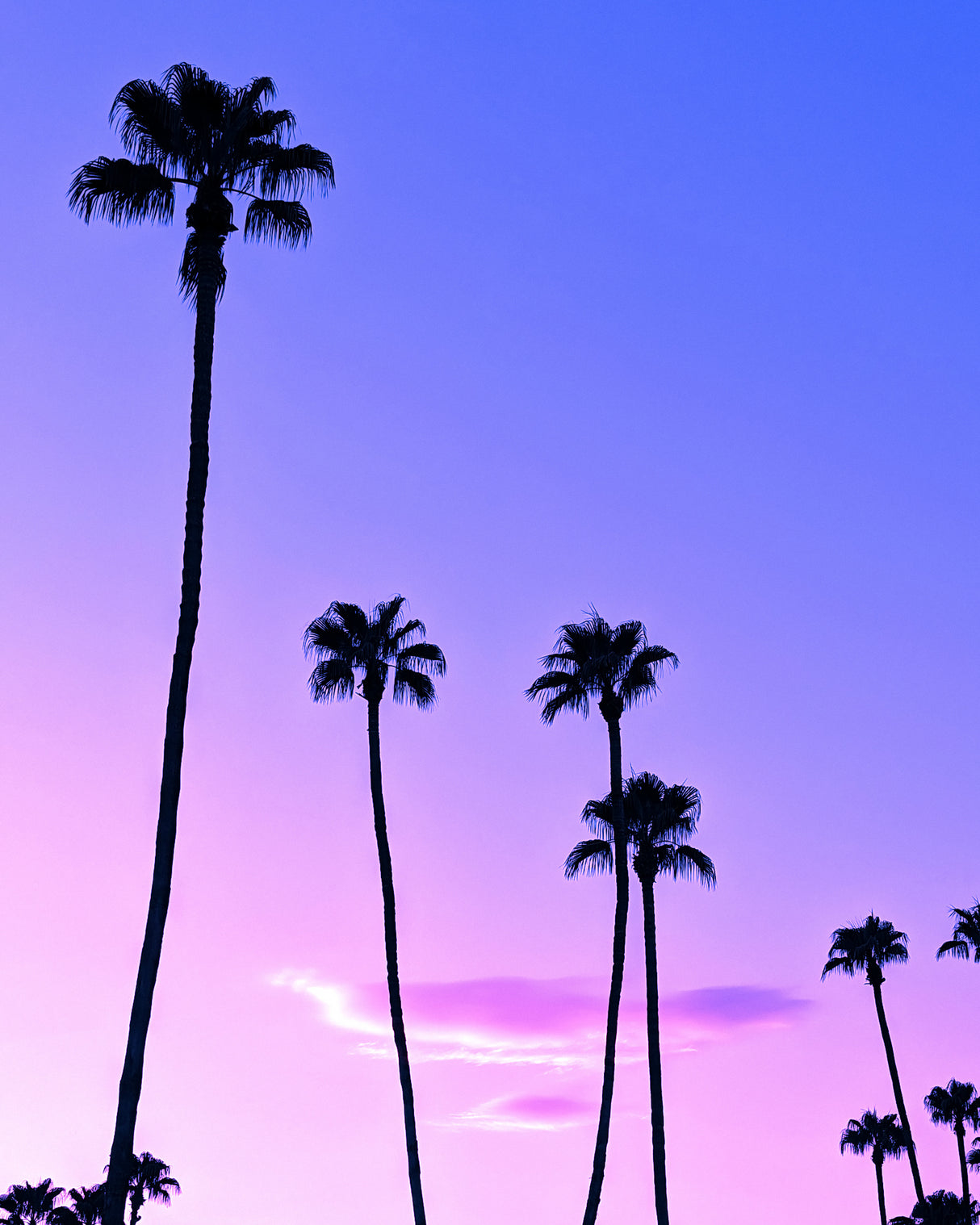 Palm Tree Sunset Poster och Canvastavla
