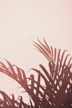 Palm leaves_2 Poster och Canvastavla