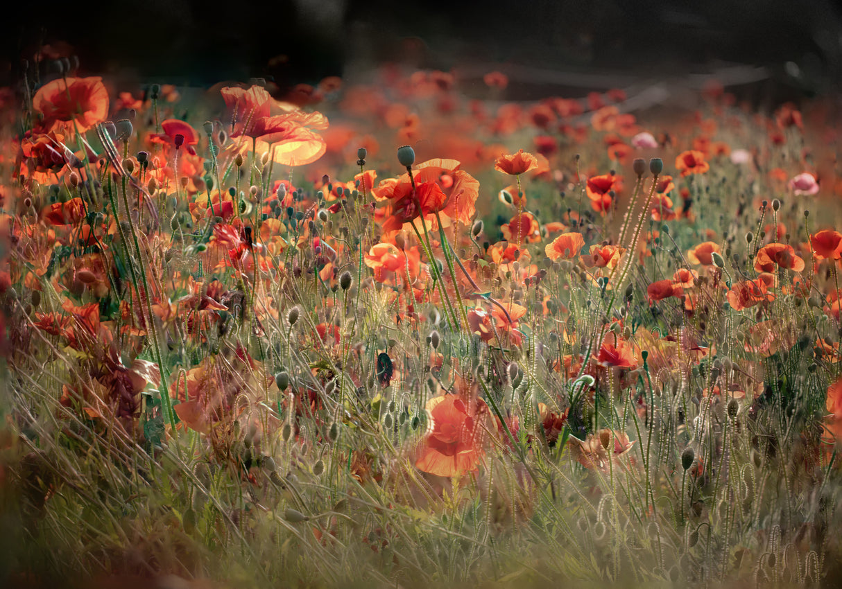 poppies in daylight Poster och Canvastavla
