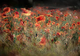 poppies in daylight Poster och Canvastavla