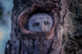 Eastern screech owlet Poster och Canvastavla
