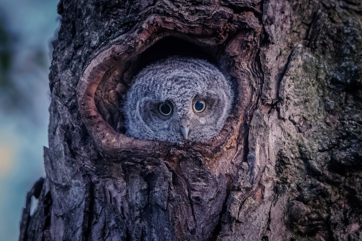 Eastern screech owlet Poster och Canvastavla