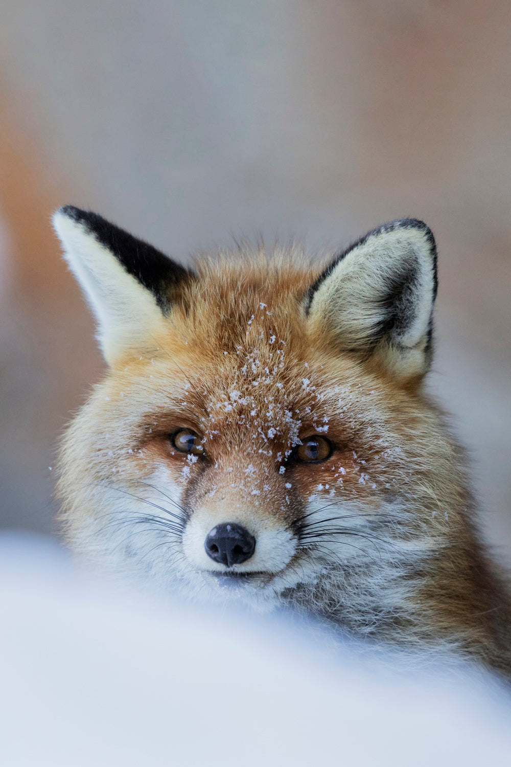 Red Fox Poster och Canvastavla