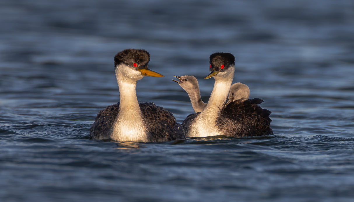 Grebe Poster och Canvastavla
