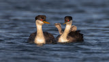 Grebe Poster och Canvastavla