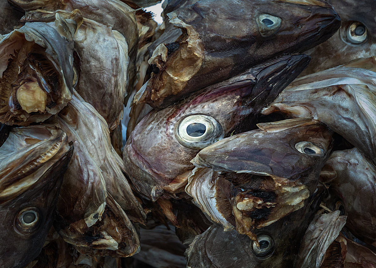 Fish Eye Poster och Canvastavla