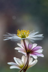The Windflower Poster och Canvastavla