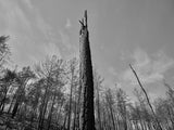 a burned tree Poster och Canvastavla