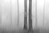 Misty Autumnmorning Poster och Canvastavla
