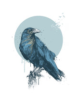 Blue crow Poster och Canvastavla
