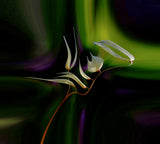 Symphony for an aurora borealis... Poster och Canvastavla