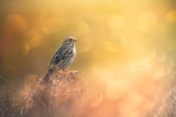 Lost in Bokeh Poster och Canvastavla