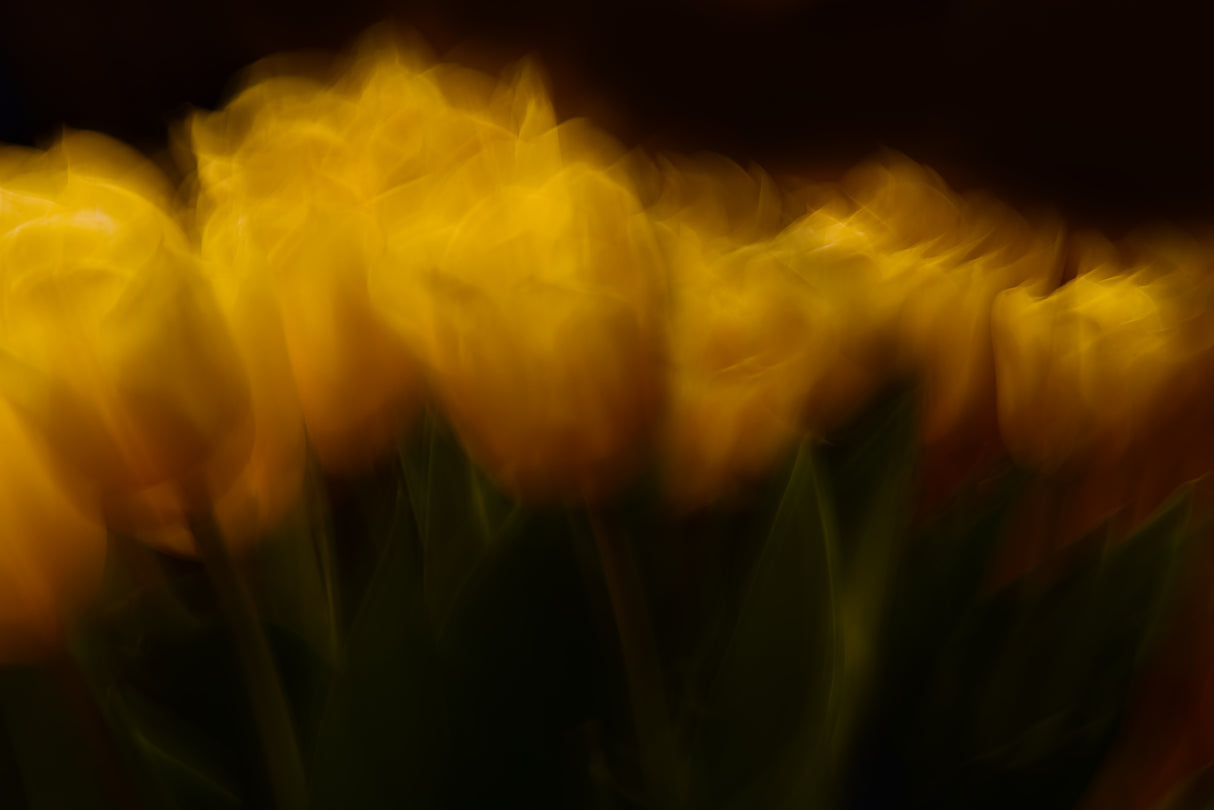 Easter tulips ll Poster och Canvastavla