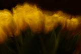 Easter tulips ll Poster och Canvastavla