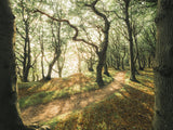 Magic Beech Wood Poster och Canvastavla