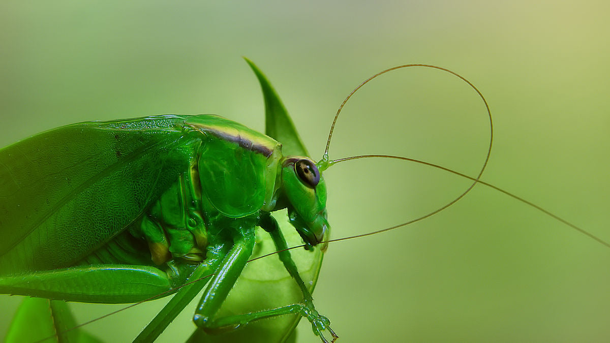 Antennal grooming Poster och Canvastavla