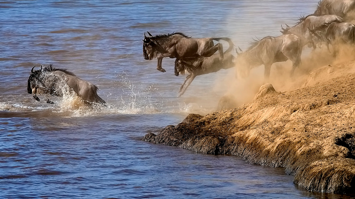 Great Migration Poster och Canvastavla