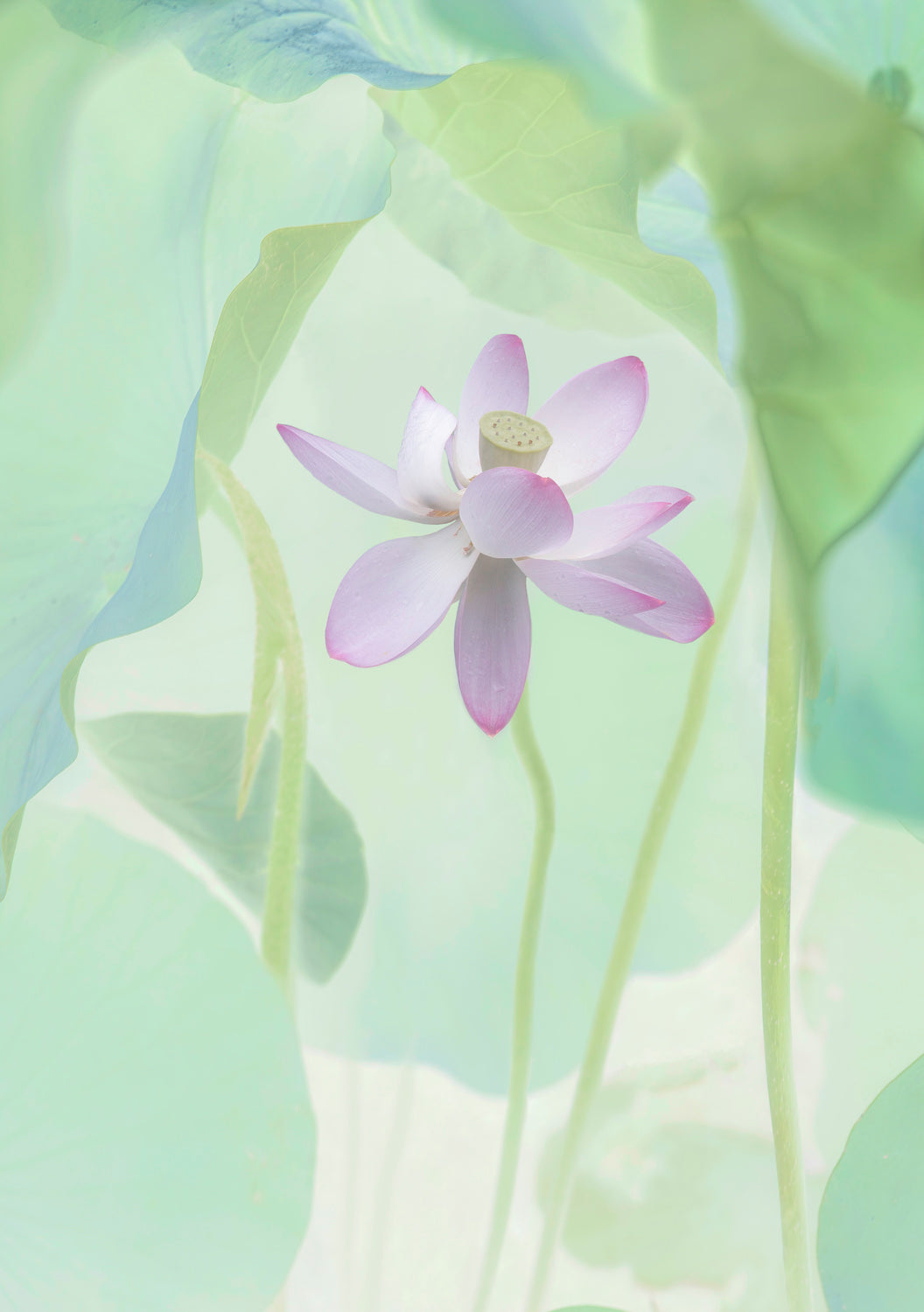 Lotus Flower Poster och Canvastavla