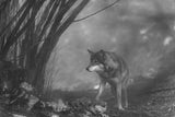 the European gray wolf stands in the forest Poster och Canvastavla