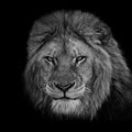 The King Poster och Canvastavla