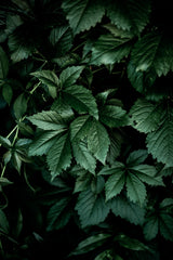 Dark Leaves 13 Poster och Canvastavla