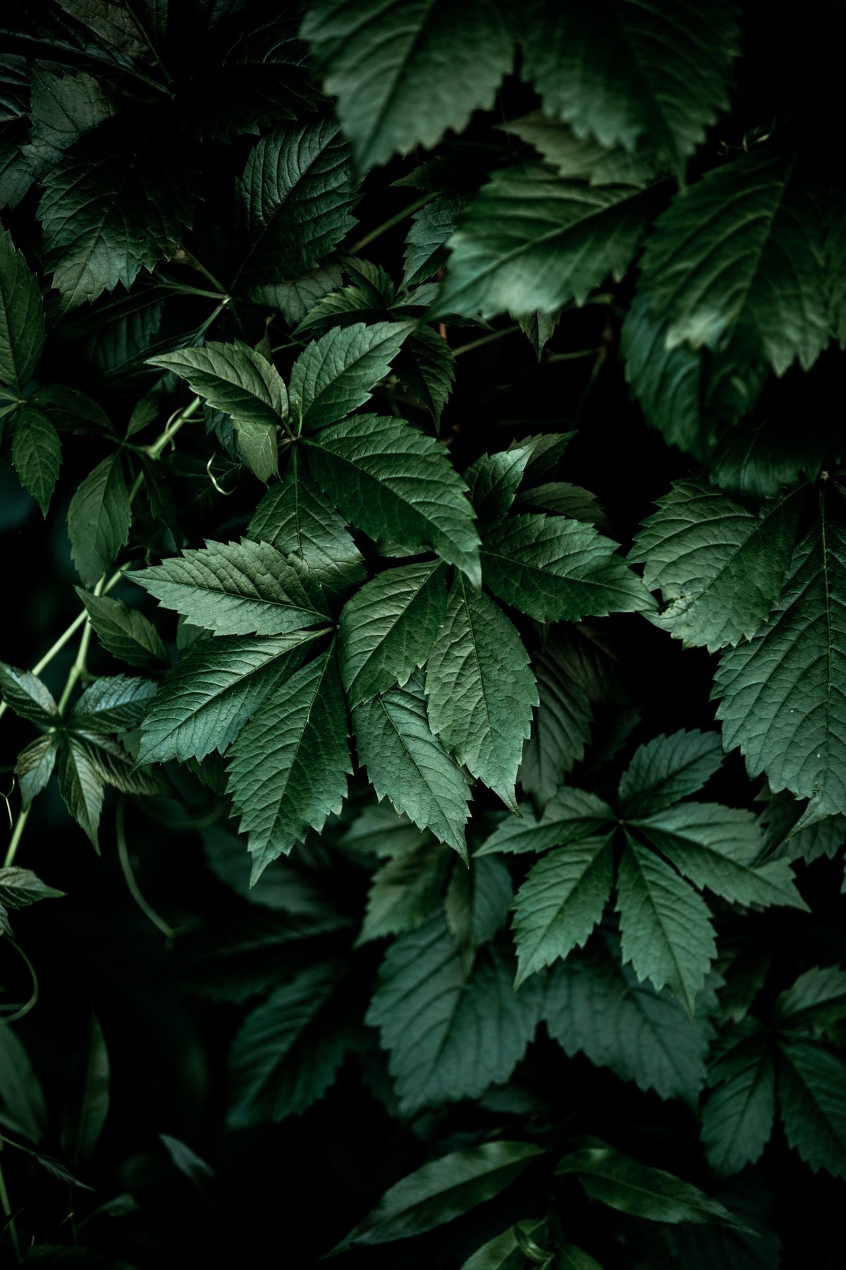 Dark Leaves 13 Poster och Canvastavla