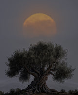 The old olive tree Poster och Canvastavla