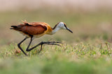 Jacana Walking Poster och Canvastavla